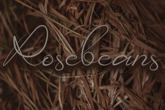 Rosebean: A Practical Script Font for Small Business Branding